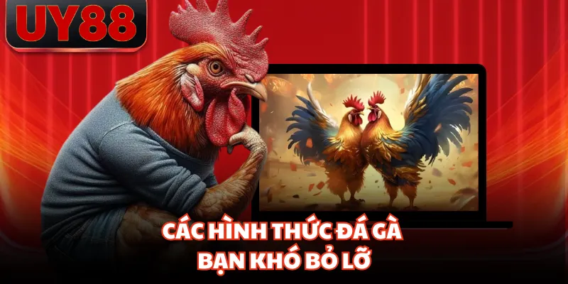 Đá Gà UY88 Trực Tiếp Mỗi Ngày, Hình Ảnh Sắc Nét Từng Trận - hakotu