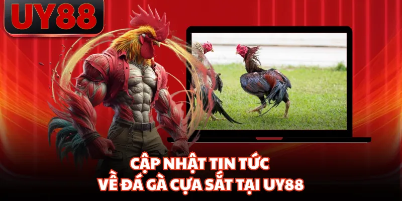 Đá Gà Cựa Sắt - Trận Đấu Vàng Trong Làng Cá Cược Tại UY88 - hakotu