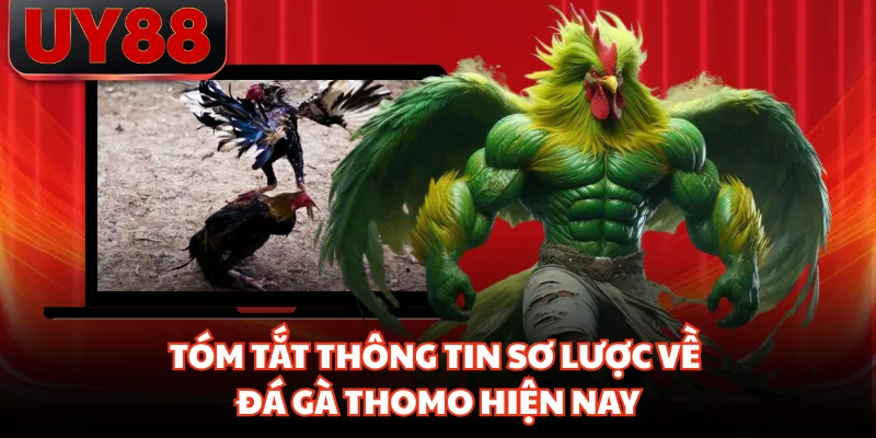 Đá Gà Thomo - Sân Chơi Giải Trí Trực Tuyến Hấp Dẫn Năm 2026 - hakotu
